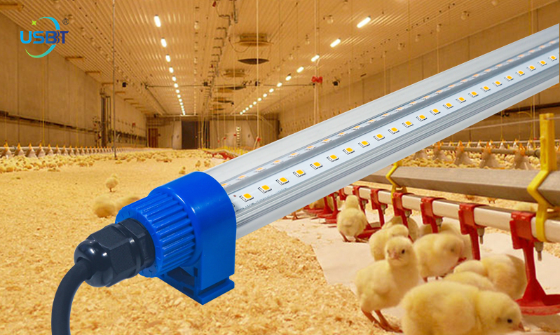 Poultry-farming-lights.jpg